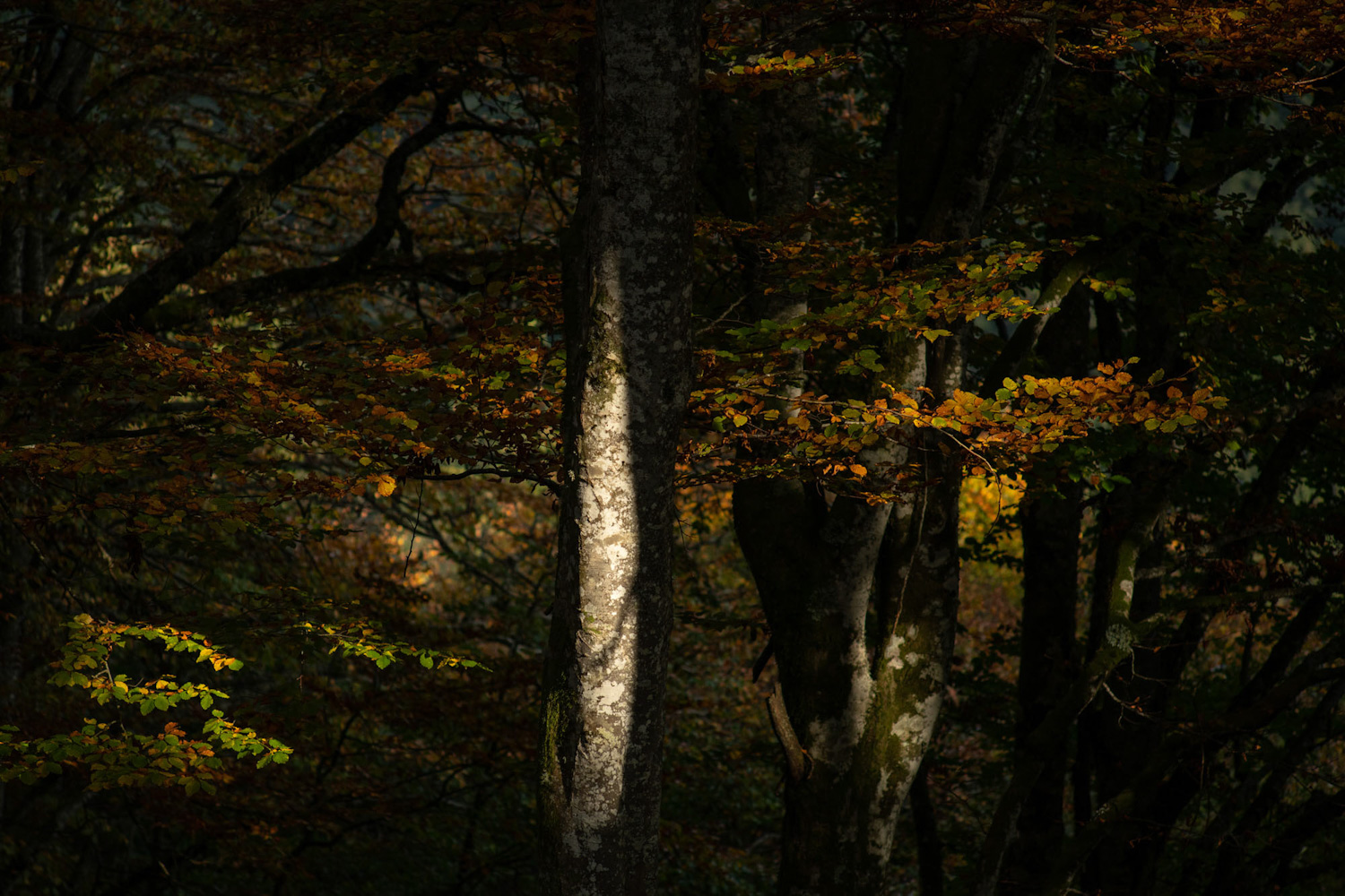 Sprazzi di luce e colore nel bosco