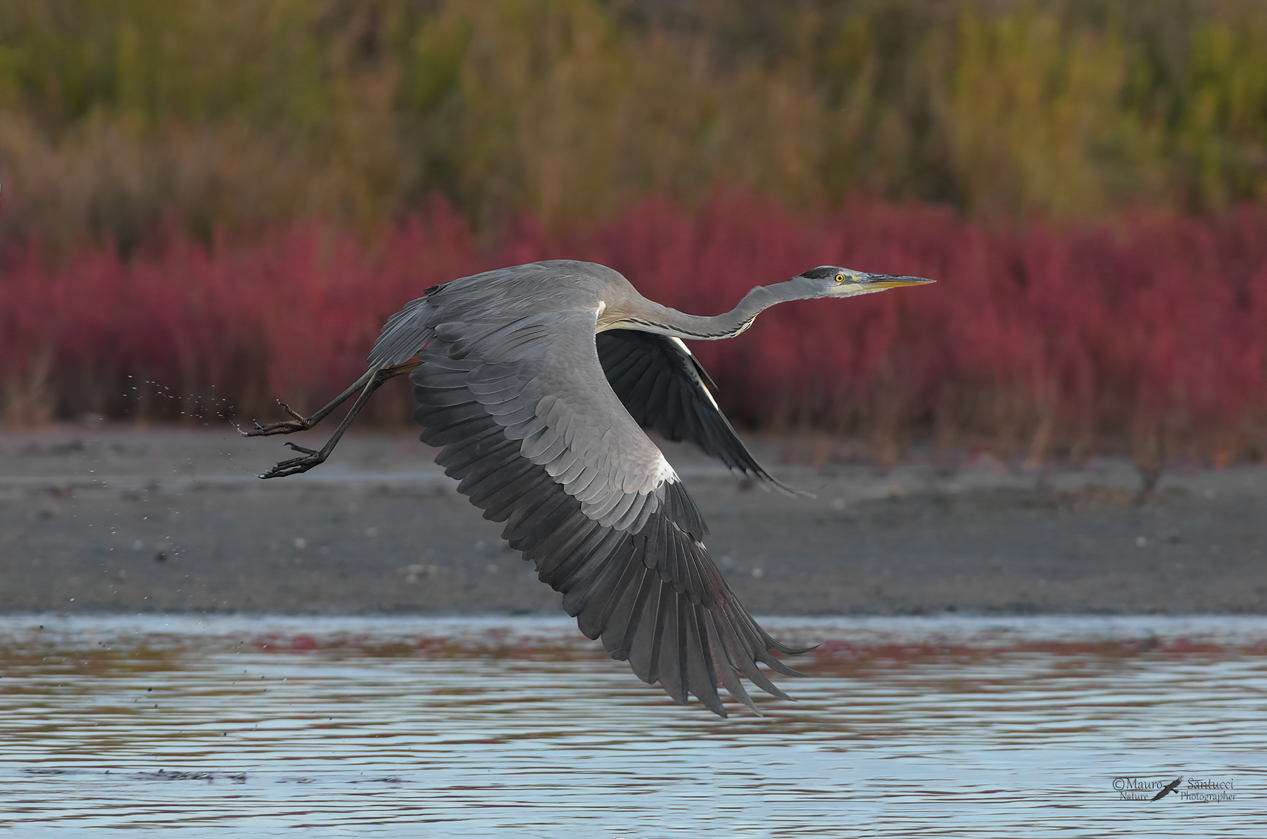 Airone-cenerino_DSC1339