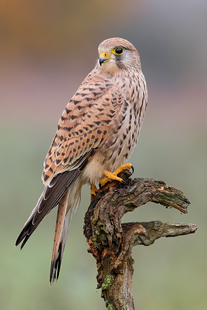 Lo scettro della strega