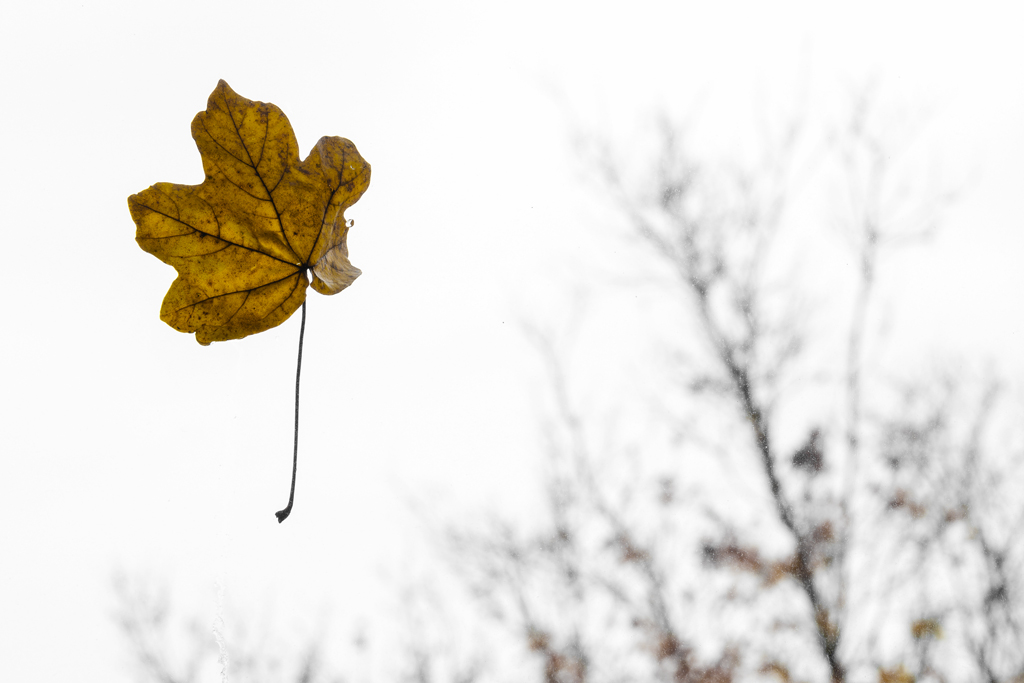 Chiedetemi di Novembre