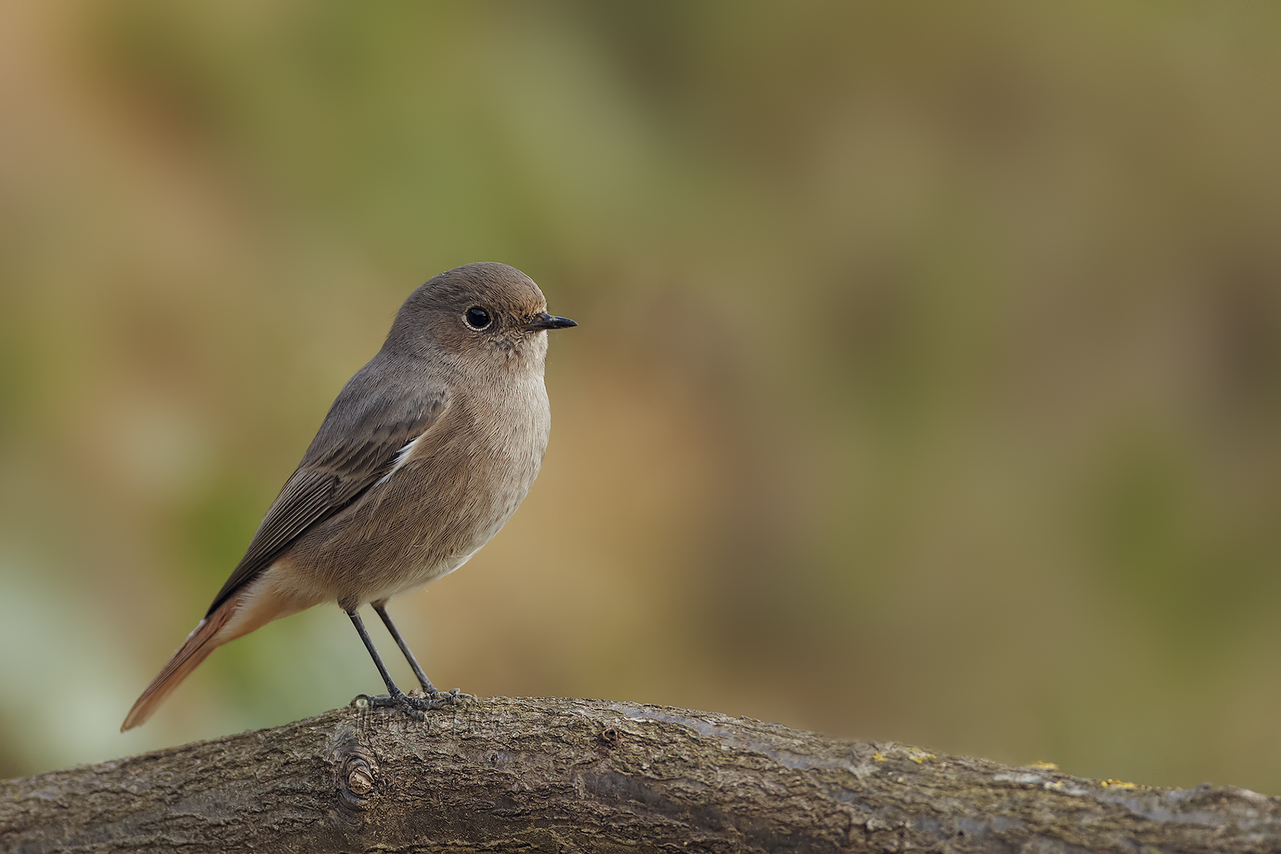 Codirosso (tipo femmina)