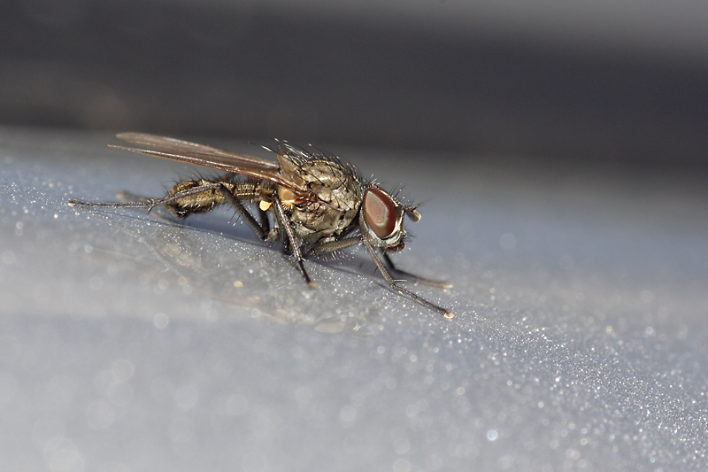 il riposo del guerriero