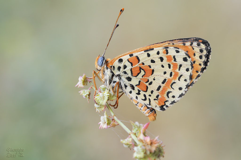 Melitaea didyma