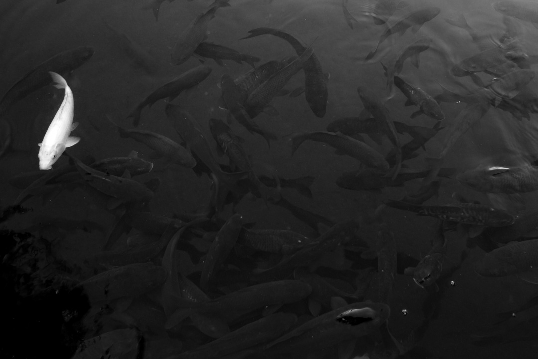 La pecora nera della famiglia