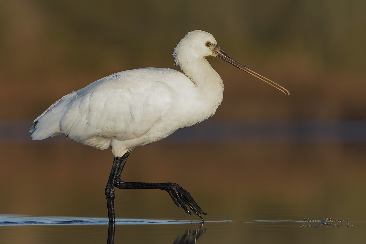 Spatola-unghia-lunga_DSC3450