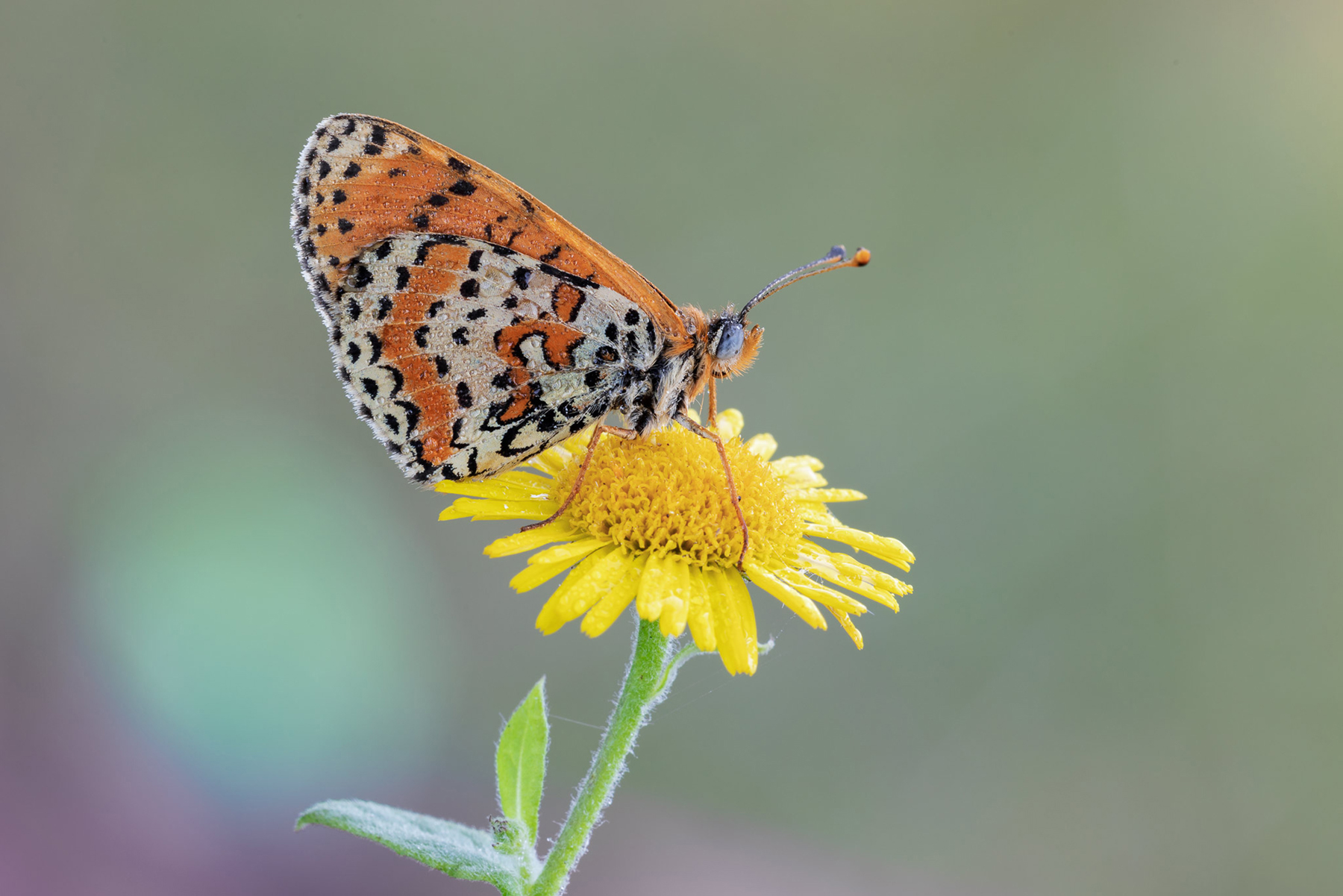 Melitaea didyma