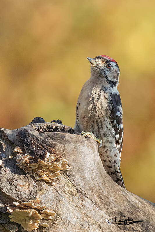 Picchio rosso minore