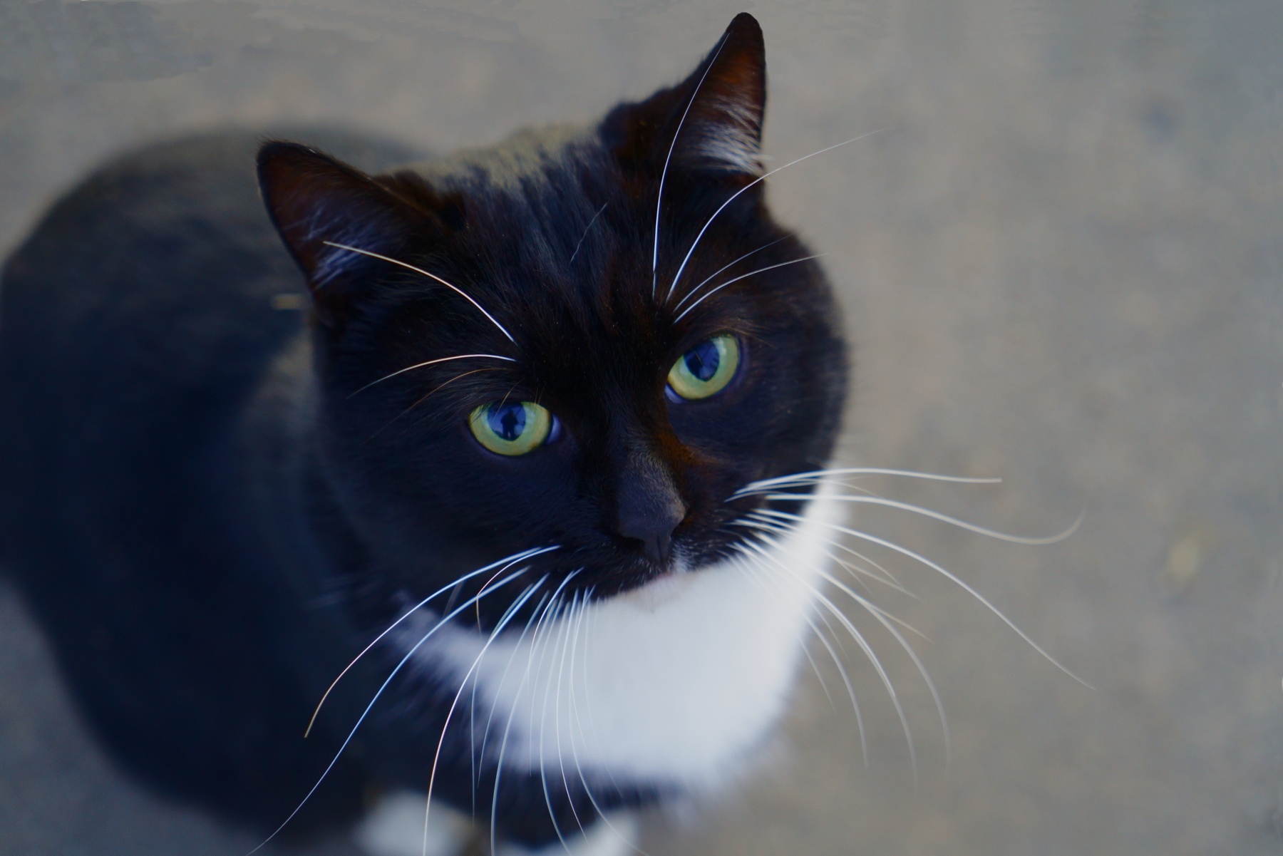 il Norvegese ...dei tralicci...