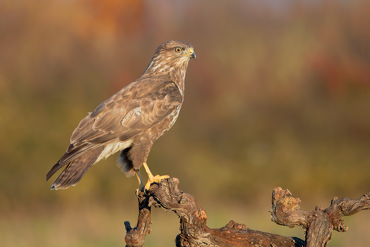 Poiana col 100-400 II !!!