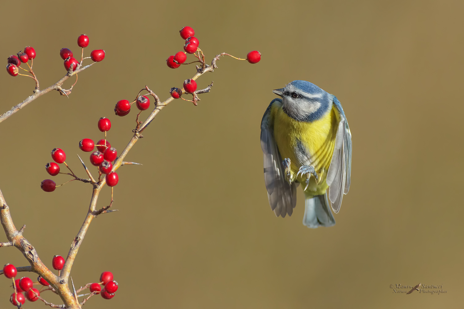 Cinciarella-in-sospensione_DSC7484