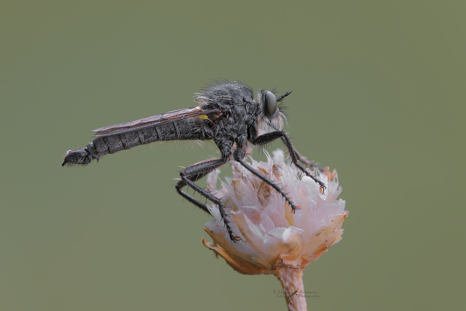 Diptera---Asilidae_DSC5239