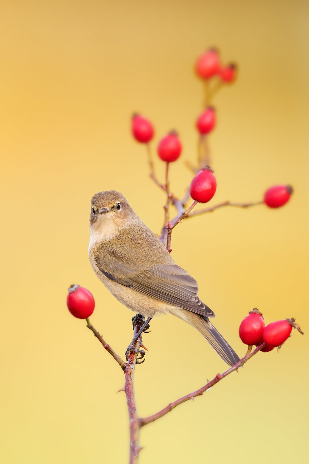 ..lu� piccolo su rosa canina..