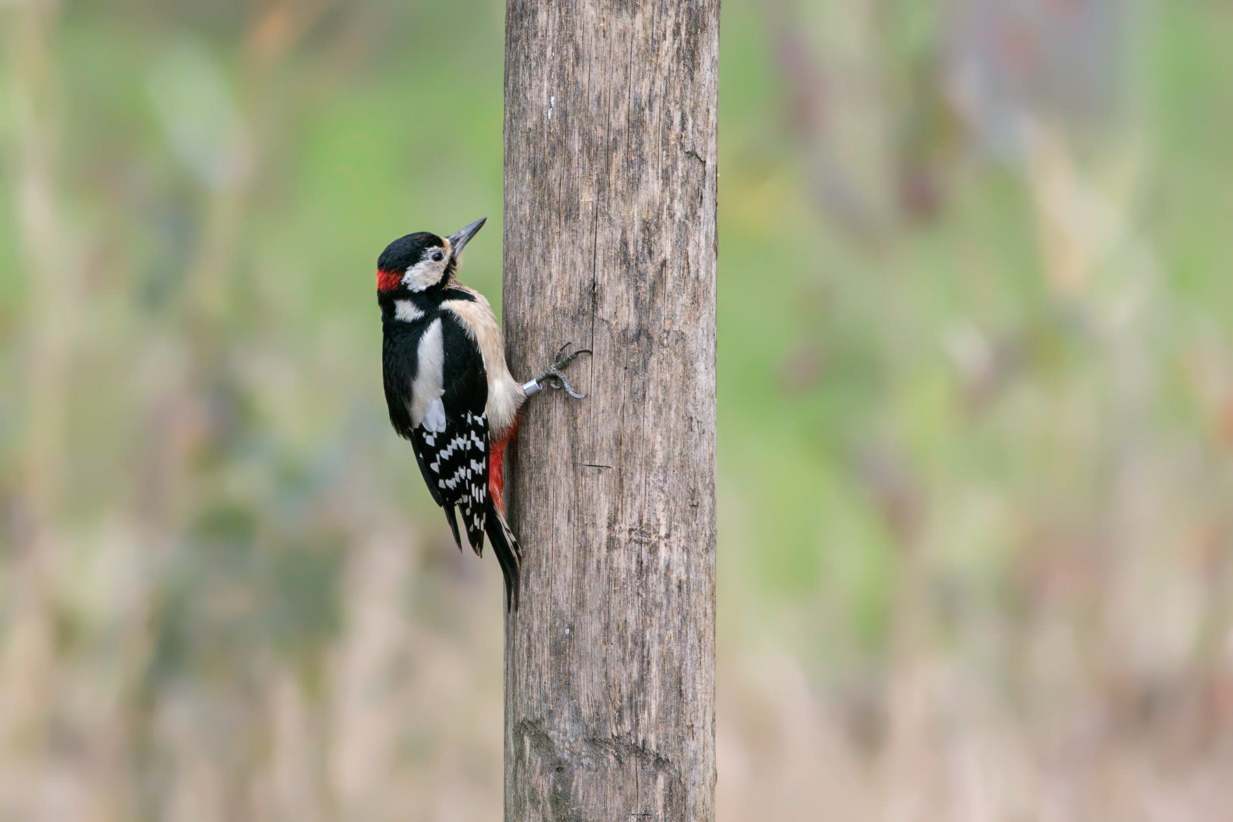 Picchio rosso maggiore inanellato