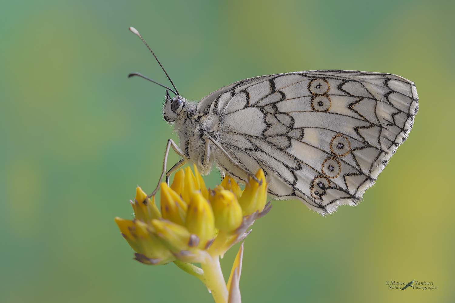 Melanargia-russiae_DSC5259