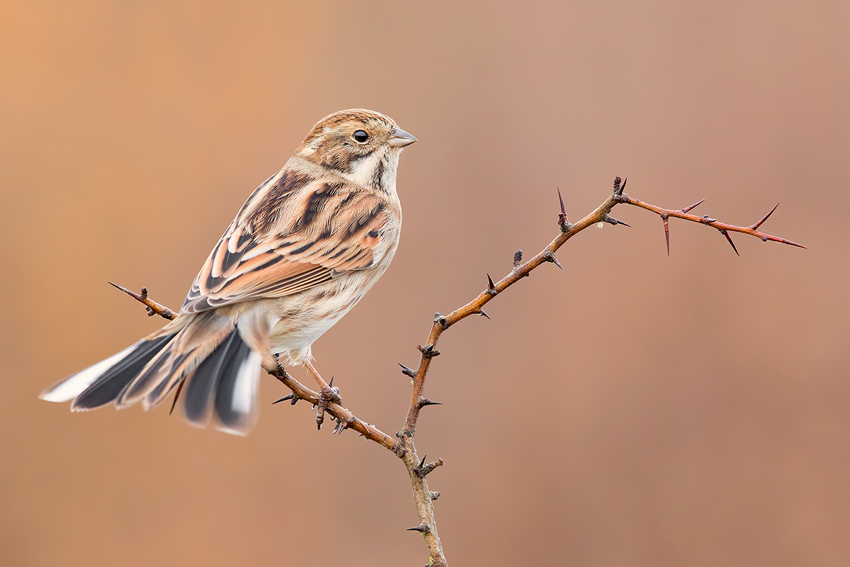 Migliarino di Palude