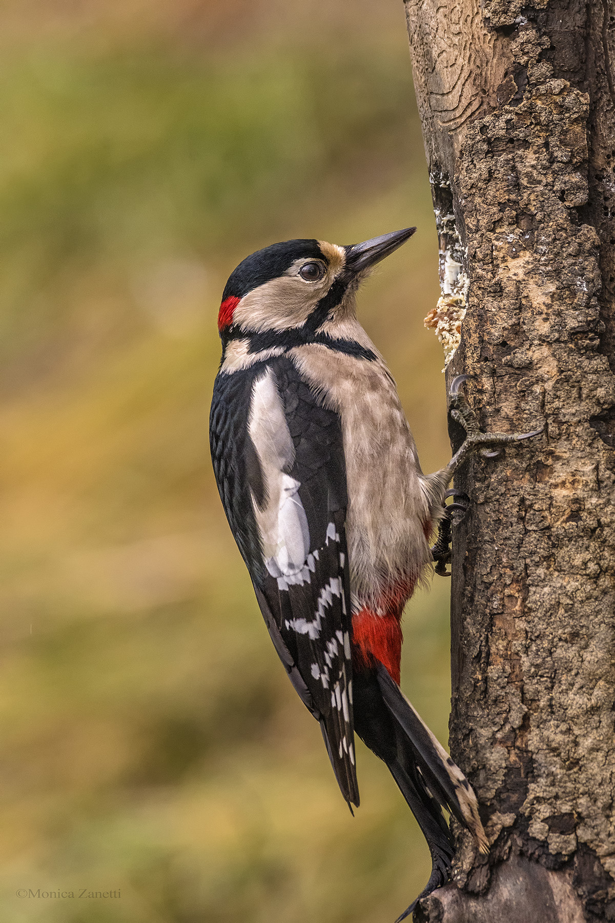 Picchio rosso maggiore