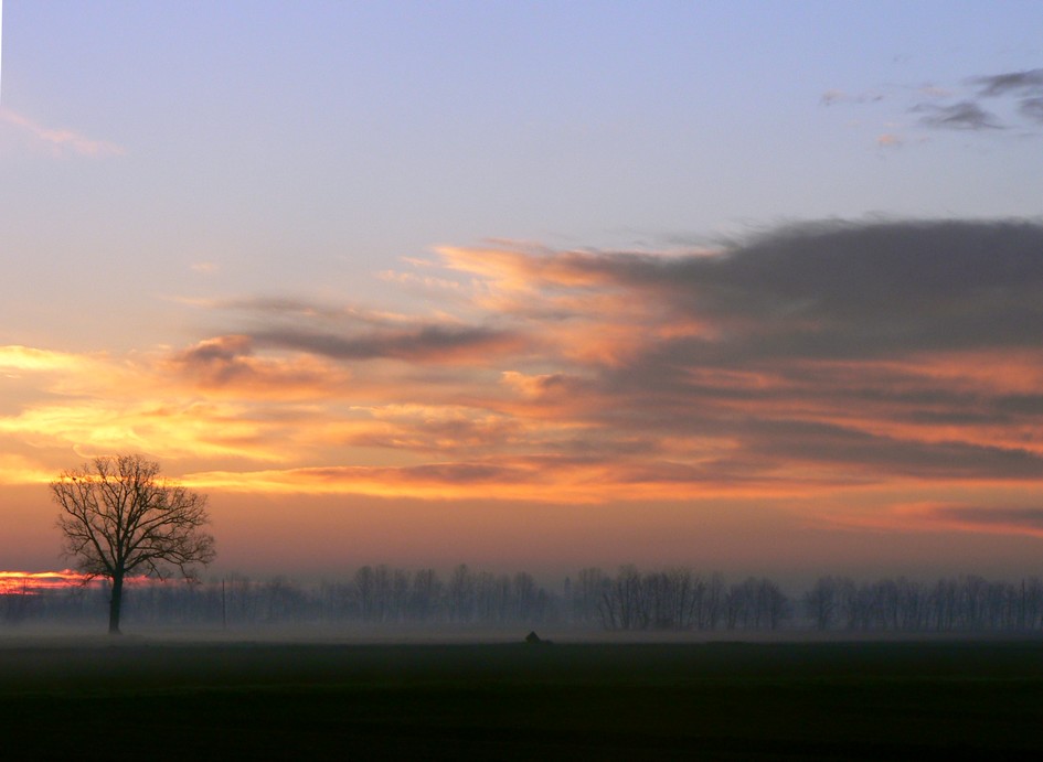 albero nella nebbia
