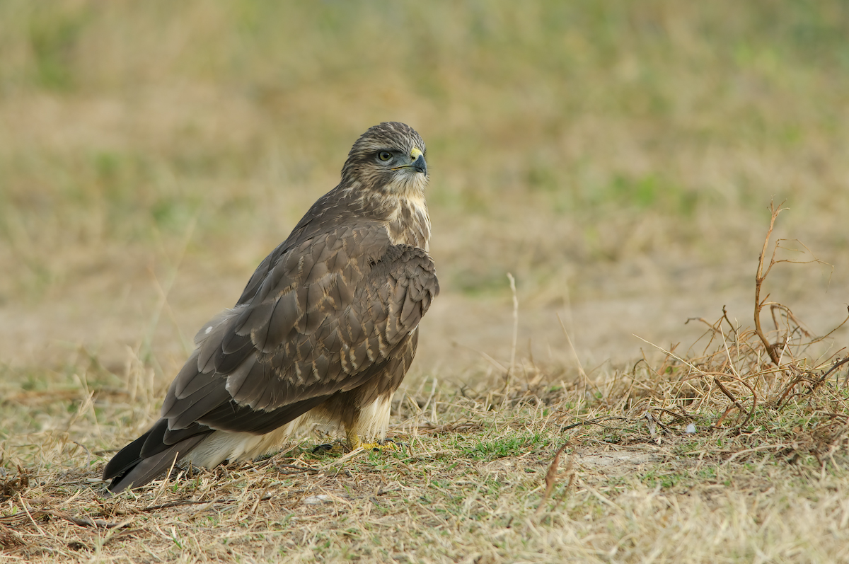 Poiana  (Buteo buteo)
