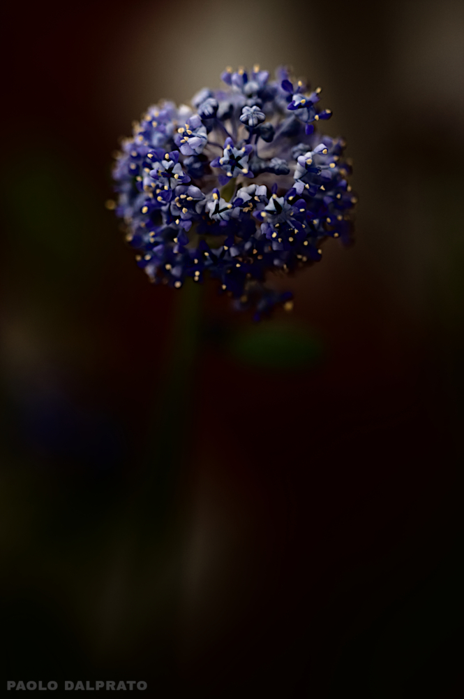 Non faccio foto di fiori