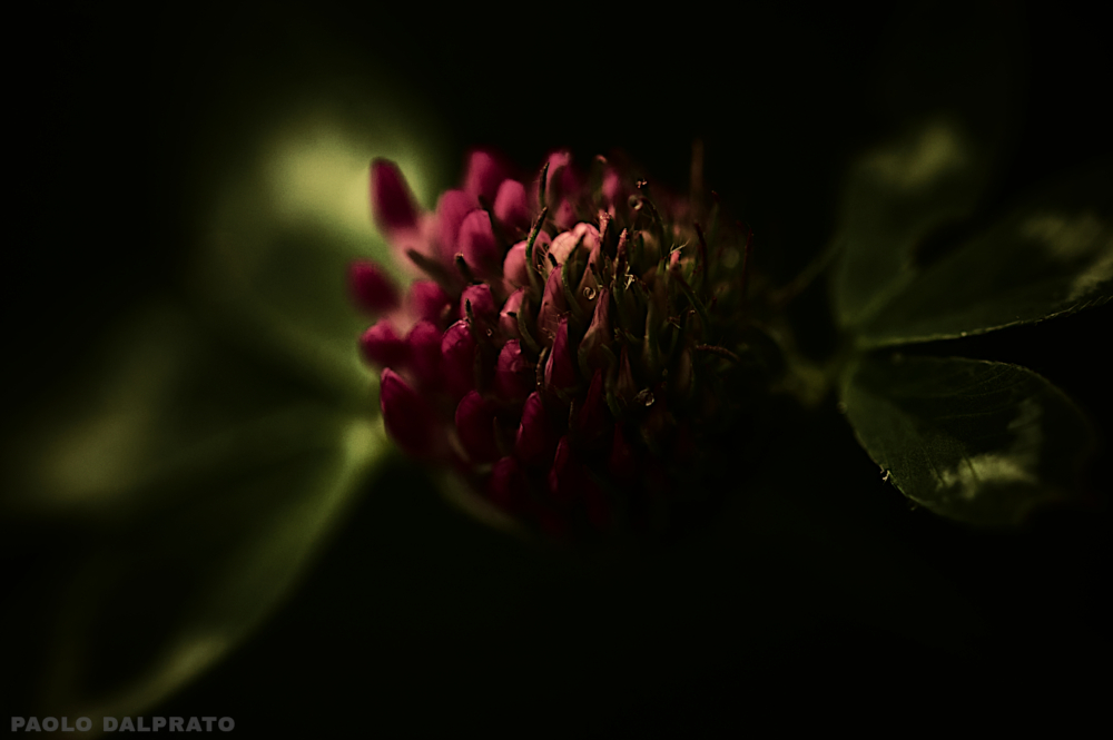 Non faccio foto di fiori