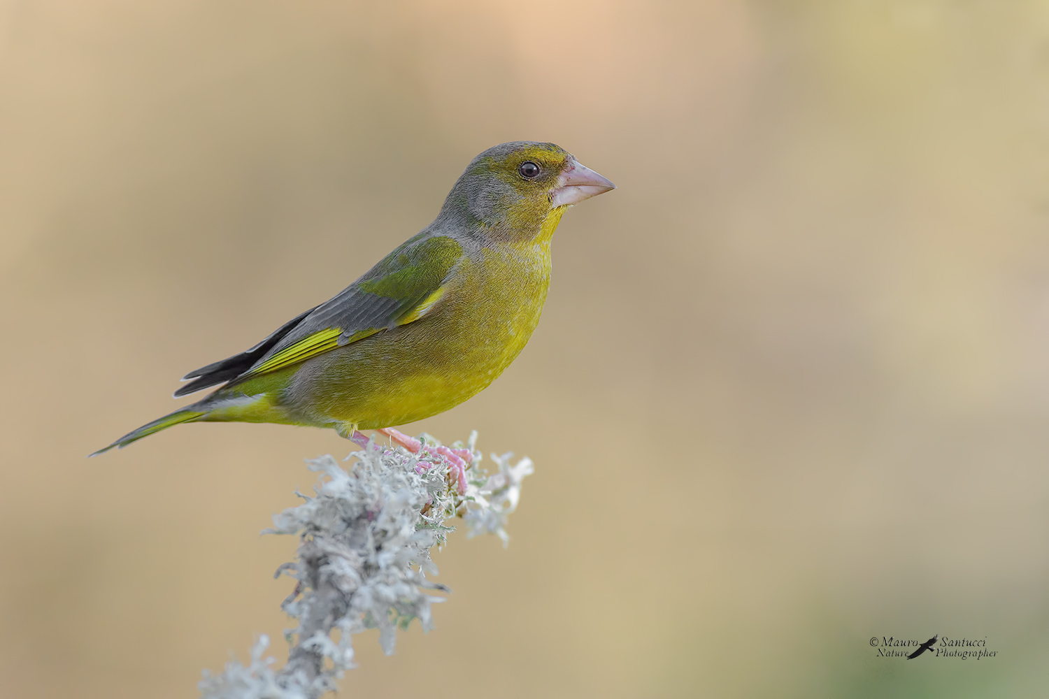 Verdone_Chloris-chloris_DSC8750