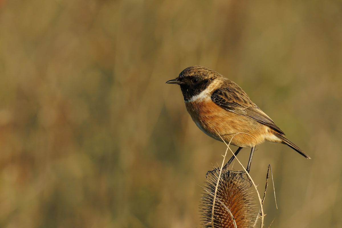 Saltimpalo (Saxixola rubicola)