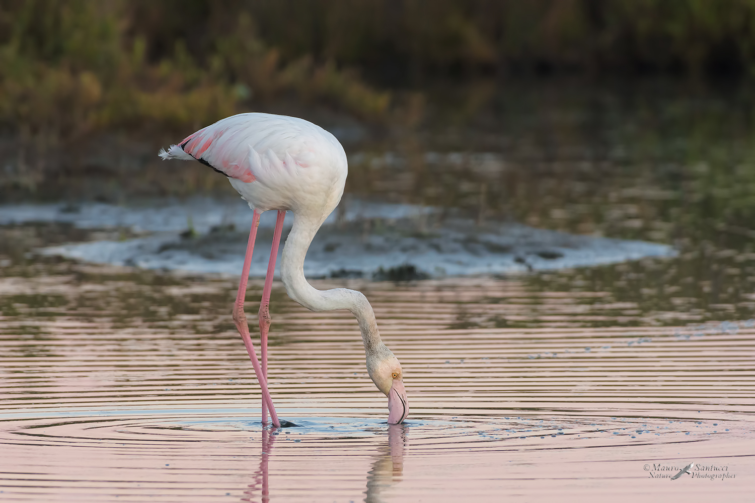 Rosa-nel-rosa_DSC7827