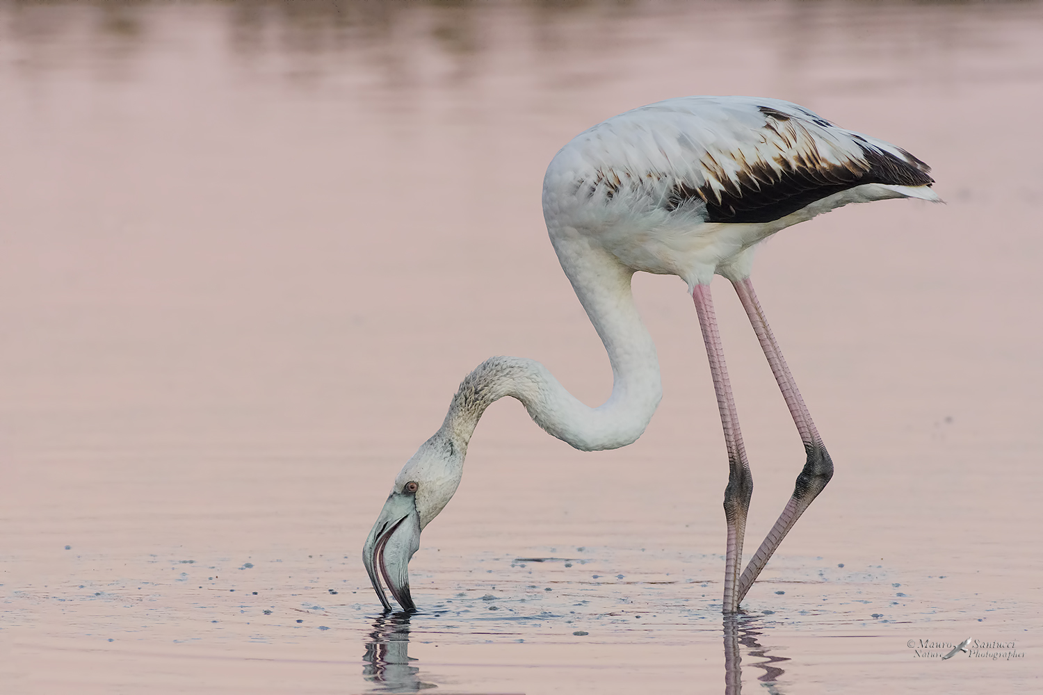 Fenicottero-nel-rosa_DSC7808