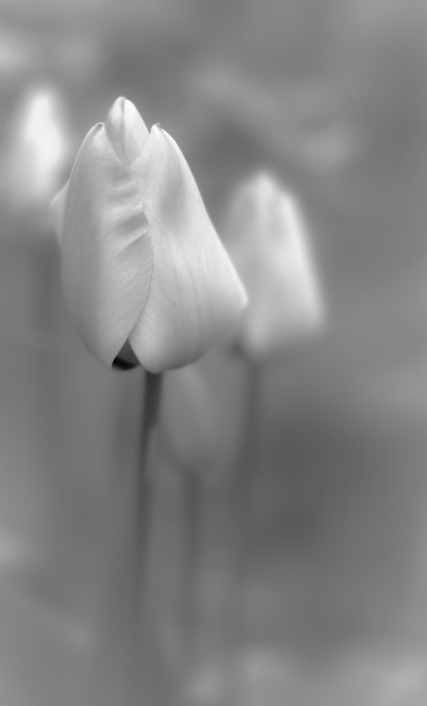 Sognando la primavera..