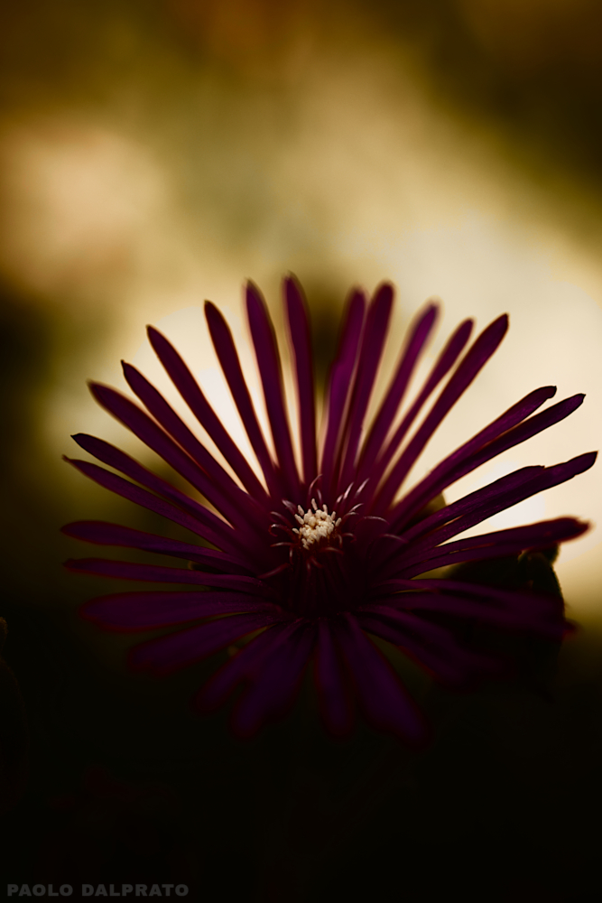 Non faccio foto di fiori