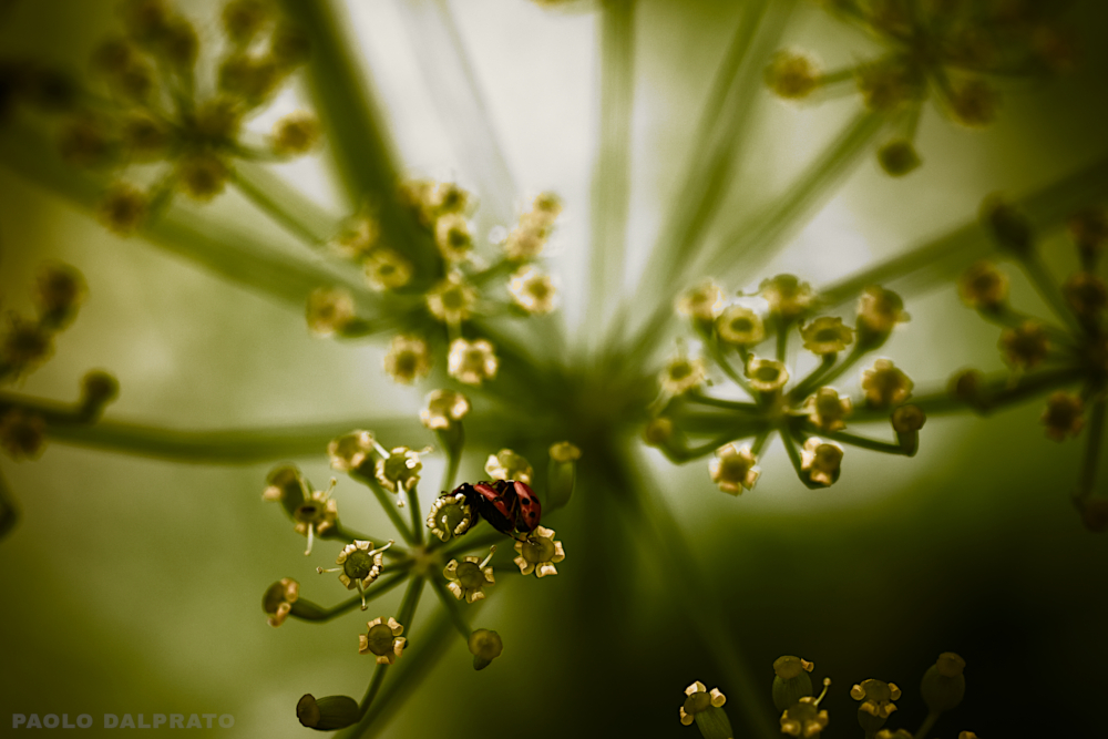 Non faccio foto di fiori
