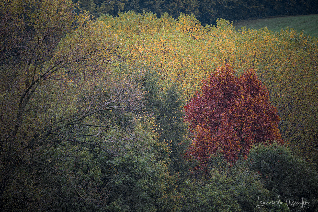 Colori d'autunno #1