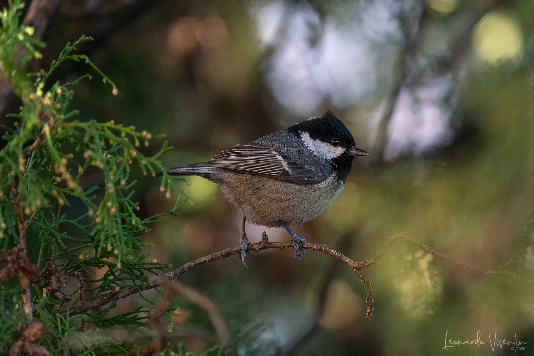 Cincia mora... col ciuffo