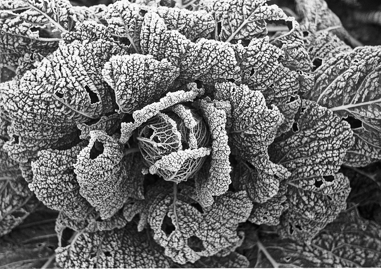 cavolo, che brinata ;/)