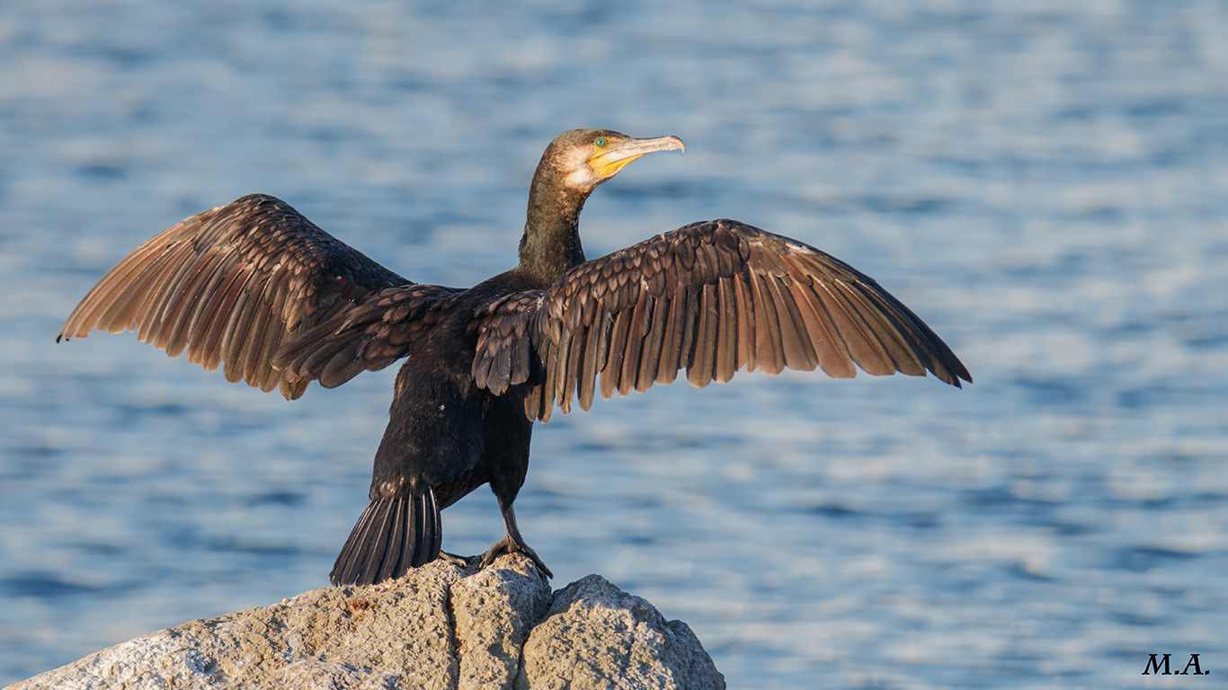 Cormorano, operazioni di asciugatura