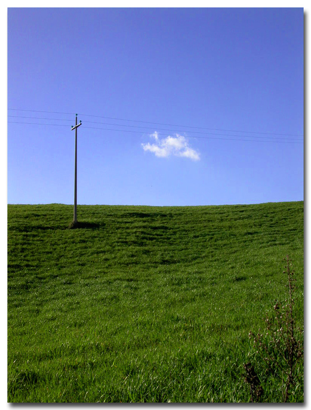 Palo immerso nel verde!