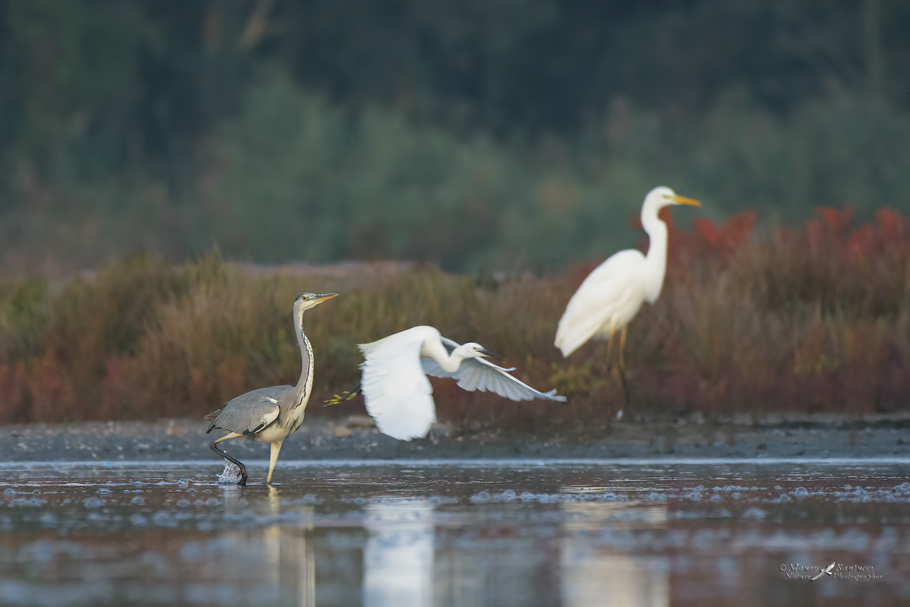 Il-cenerino,-la-Garzetta-e-il-Maggiore_DSC1846