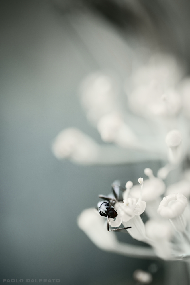 Non faccio foto di fiori