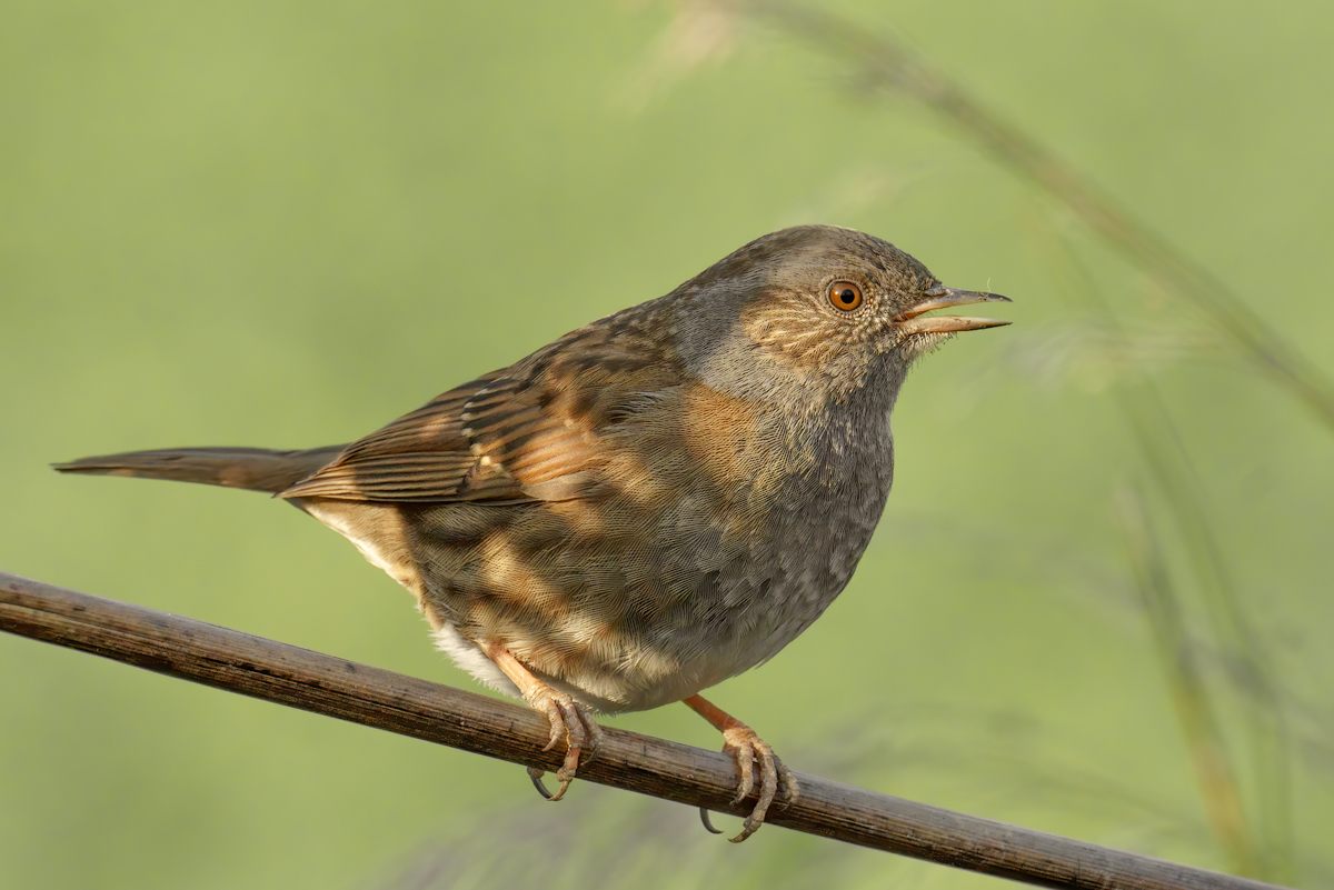 Passera scopaiola (Prunella modularis)