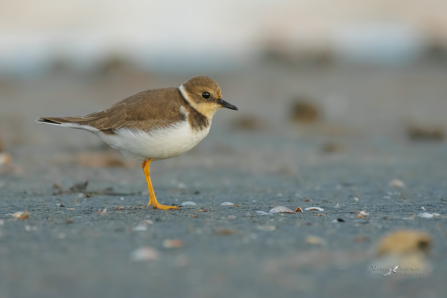 Corriere-piccolo_DSC1941