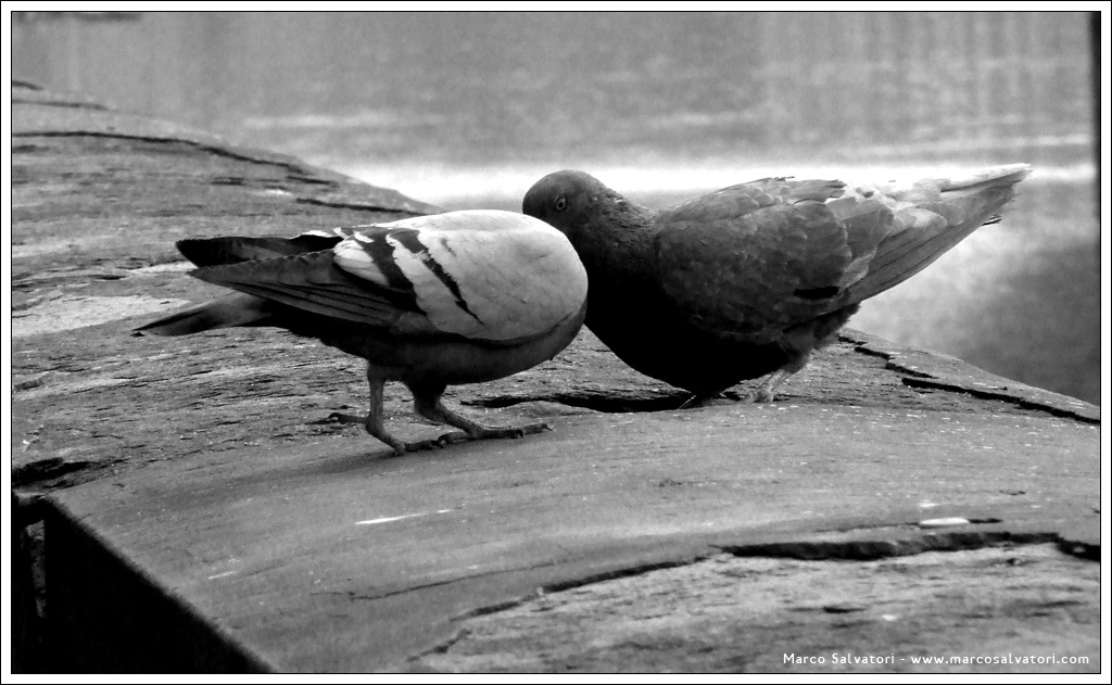 Senza un Briciolo di Testa