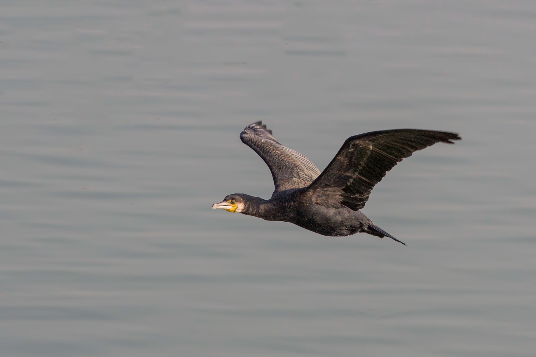 Cormorano in volo