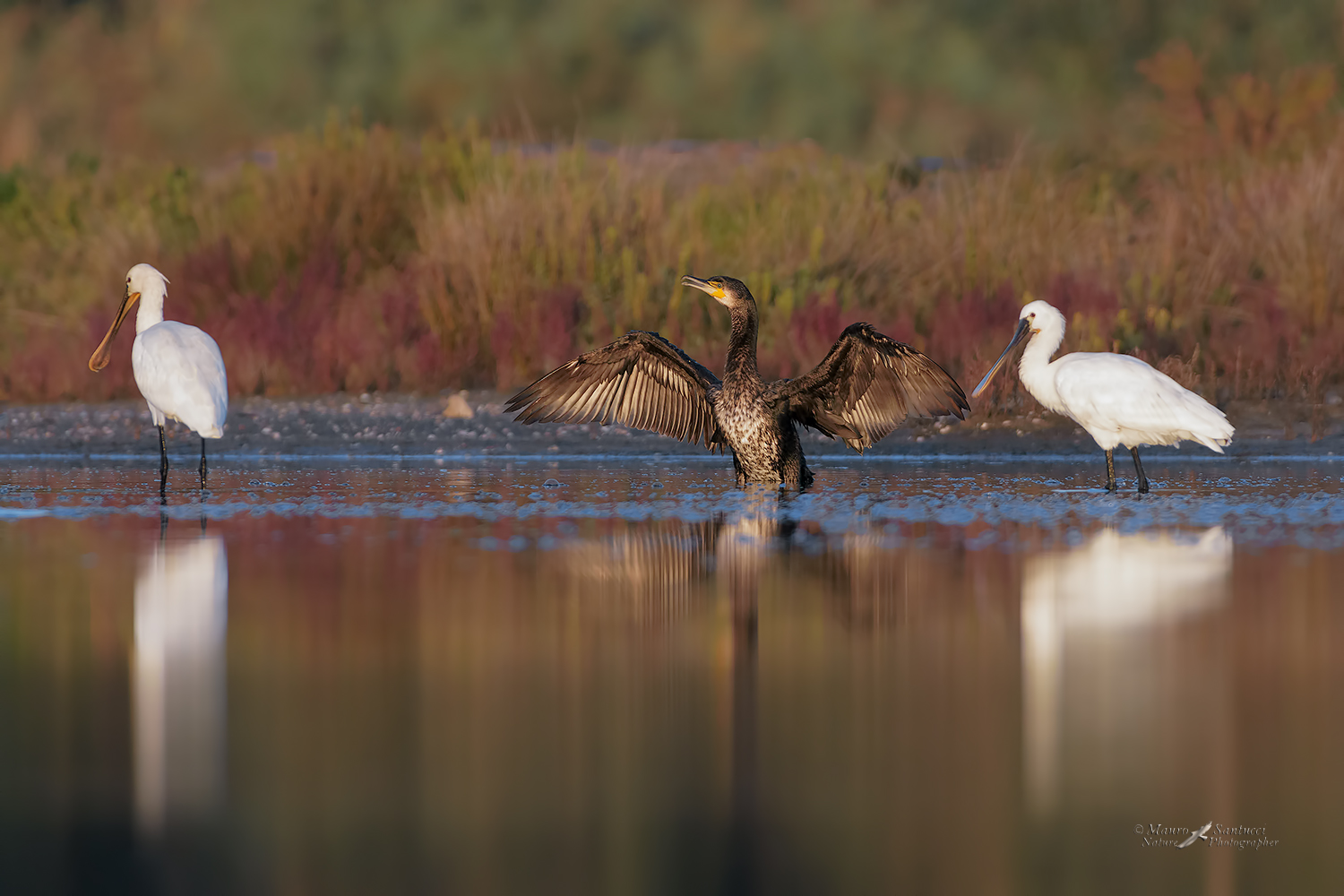 Il-Cormorano-e-le-Spatole_DSC9975