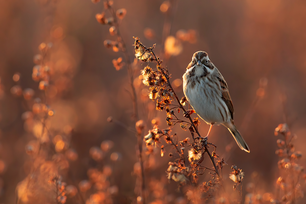 Migliarino controluce