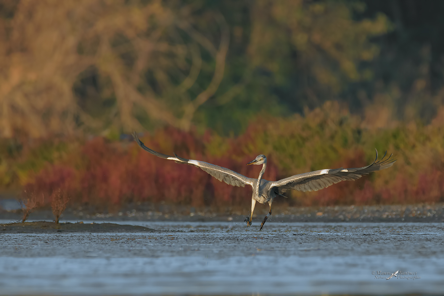 Cenerino-in-atterraggio_DSC1997