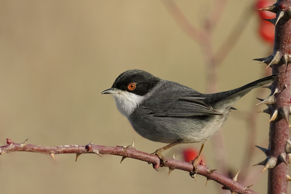 Occhiocotto. (Sylvia melanocephala)