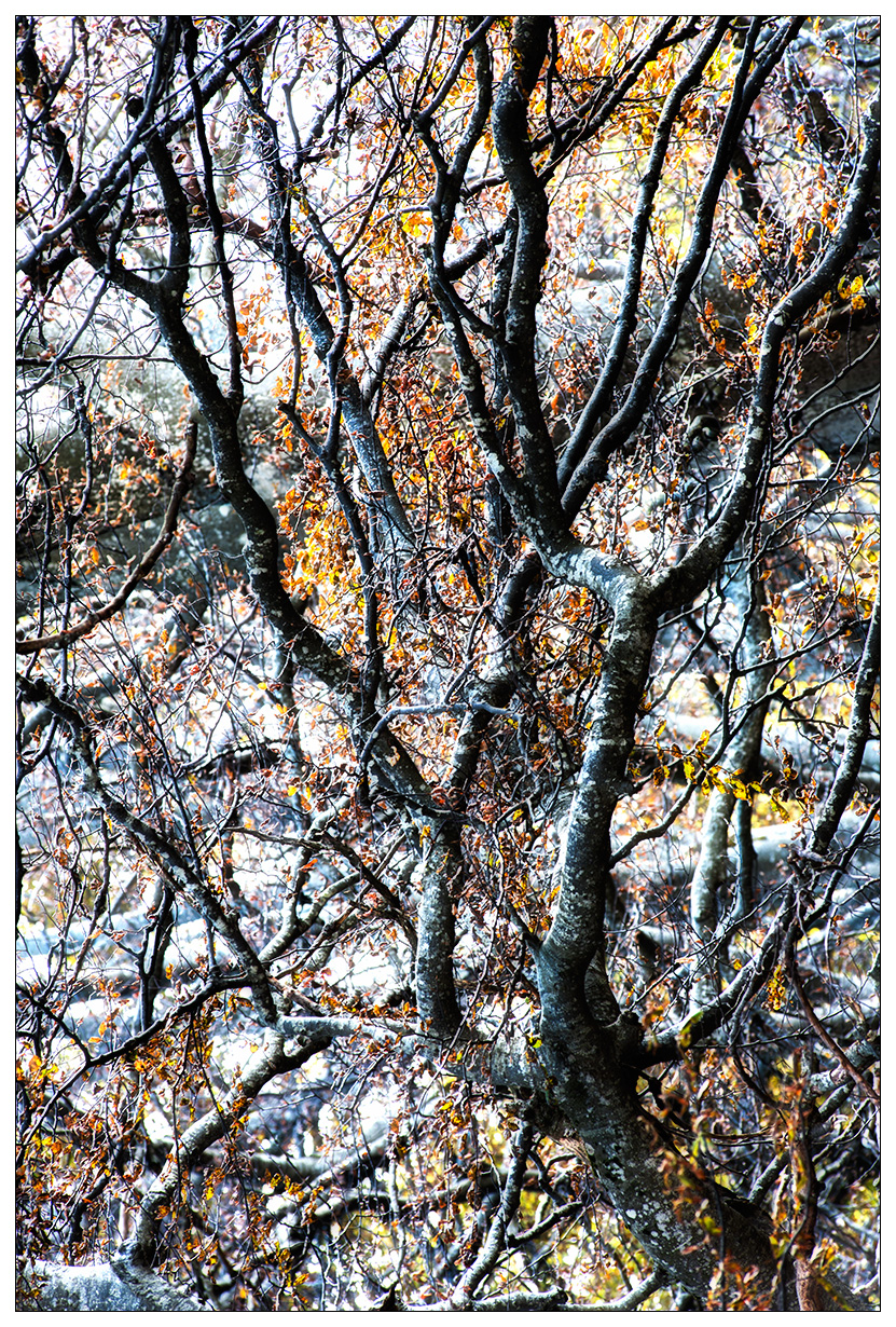 Confusione autunnale