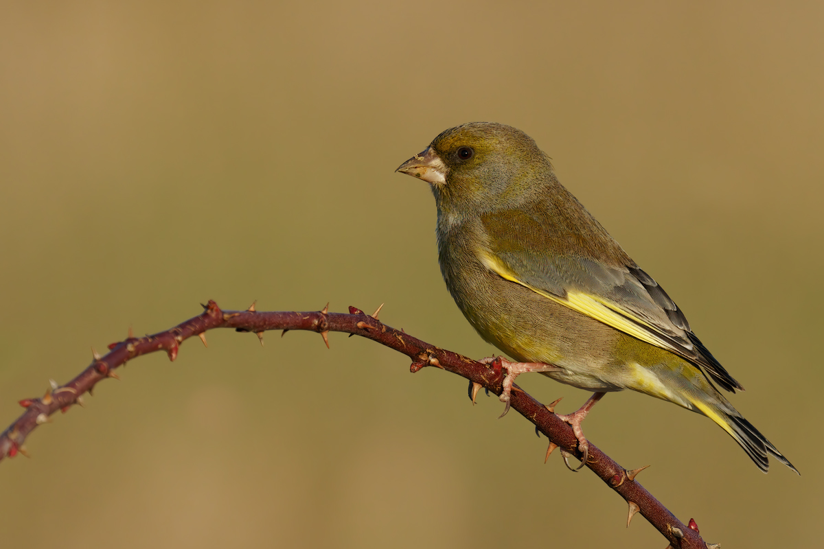 Verdone (Chloris chloris)