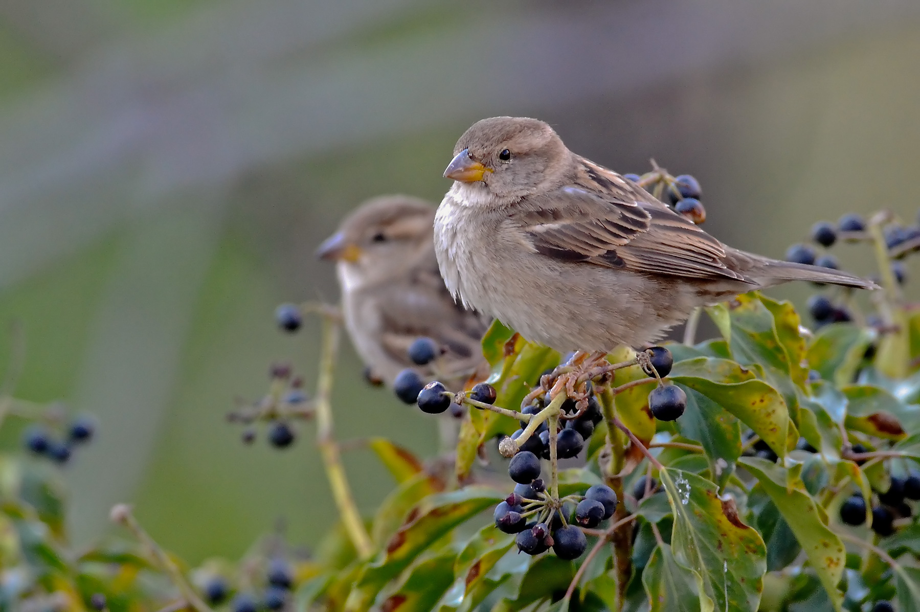 Prendi due paghi uno