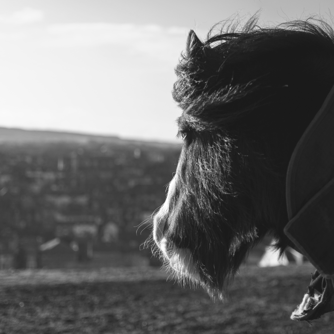 I cavalli inglesi con la barba <3